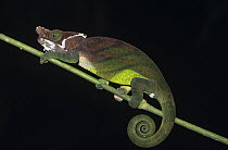 O'Shaughnessy's chameleon (Calumna oshaughnessyi), Ranomafana NP, Madagascar