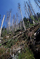 Trees killed by industrial pollution from Poland, Kronkose NP, Czech Republic