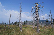 Trees killed by industrial pollution from Poland, Kronkose NP, Czech Republic
