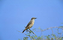 Red tailed wheatear {Oenanthe xanthoprymna} Qurayyat, Oman