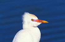 Cattle egret portrait {Bubulcus ibis} Oman