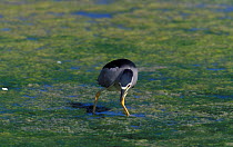 Black crowned night heron fishing {Nyctitorax nyctitorax} Oman
