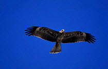 Black kite flying {Milvus migrans aegypttius} Oman