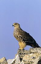Imperial eagle (Aquila heliaca) portrait, Oman, Vulnerable species
