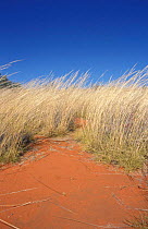 Curly spinifex grass {Triodia bitextura} on sand ridge in desert habitat, Northern Territory,