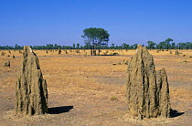 Large numbers of Termitariums of {Nasutitermes triodiae} on open plains of Western Australia