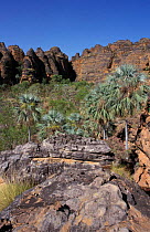 Nigli Gap, Keep river NP, eroded sandstone + {Pandanus} palm trees, Northern Territory,