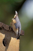 Nuthatch bringing food to chicks in nestbox {Sitta europaea} UK