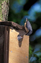 Nuthatch bringing food to chicks in nestbox {Sitta europaea} UK