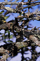 Mistle thrush droppings with Mistletoe seeds in Apple tree. Gloucestshire, UK {Turdus
