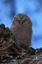 Tawny owl fledgling {Strix aluco} UK