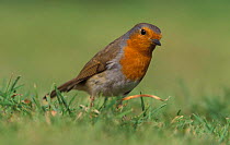 Robin portrait {Erithacus rubecula} UK