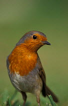 Robin portrait {Erithacus rubecula} UK