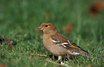 Chaffinch female feeding on ground {Fringilla coelebs} UK