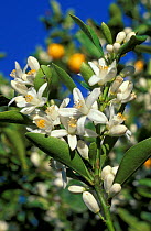 Citrus blossom, Cumquat orange, {Citrus sp} Queensland, Australia