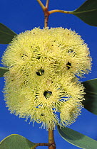 Coarse leaved gum tree {Eucalyptus grossa} flower Queensland, Australia