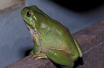 Green tree frog in house {Litoria caerulea} Queensland, Australia
