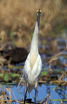 Intermediate egret {Egretta intermedia} in wetlands in non breeding plumage, Queensland, Australia