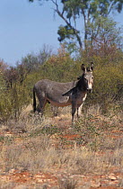 Feral Donkey {Equus asinus} Northern Territory, Australia