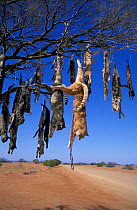 Dead feral Domestic cats shot and displayed in tree. W Simpson desert, South Australia. cats
