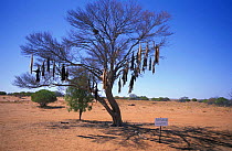 Dead feral Domestic cats shot and displayed in tree. W Simpson desert, S Australia cats
