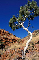 Limestone escarpment and Ghost gum tree {Eucalyptus papuana} Birds Australia reserve,
