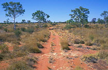 Pristine desert habitat, Birds Australia reserve, Northern Territory, Australia. Spinifex