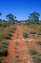 Pristine desert habitat, Birds Australia reserve, Northern Terroitory, Australia. Spinifex
