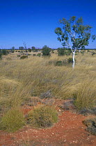Spinifex grassland habitat, Birds Australia reserve, Northern Territory, Australia