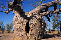 Prison tree, ancient Boab(ab) tree used as aboriginal prison in 1800's, Western Australia