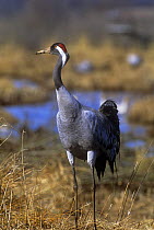 Common crane {Grus grus} at wetlands, Hornborga, Sweden
