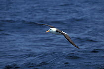 Black browed albatross flying over sea {Thalassarche melanophrys} Falkland Is