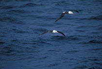 Two Black browed albatrosses flying over sea {Diomedea melanophrys} Falkland Is