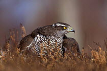 Northern goshawk mantling prey {Accipiter gentilis} Scotland, U