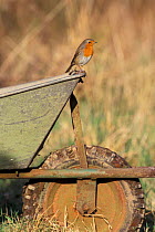 Robin perched on wheelbarrow {Erithacus rubecula} UK