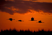 Common cranes flying at sunrise {Grus grus} Hornborga, Sweden