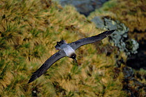 Light mantled sooty albatross {Phoebetria palpebrata} South Georgia, Antarctica