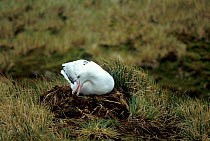 Wandering albatross building nest {Diomedea exulans} Albatross Is, S Georgia