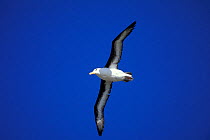 Black browed albatross flying {Thalassarche melanophrys} Falkland Is