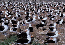 Black browed albatross nesting colony {Thalassarche melanophrys} Steeple Jason Is, Falkland Is