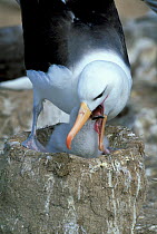 Black browed albatross feeding chick at nest {Thalassarche melanophrys} Falkland Is