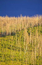 Dead Lodgepole pine trees regenerating after fire {Pinus contorta latifolia} Wyoming, USA