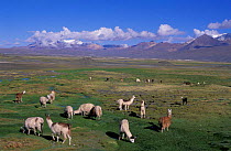 Herd of Llamas grazing on the Altiplano {Lama glama} Lauca NP, Chile