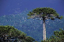 Monkey puzzle tree {Araucaria araucana} Conguillio NP, Chile