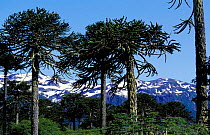 Monkey puzzle trees, Conguillio NP, Chile {Araucaria araucana}