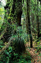 Southern beech forest temperate rainforest (Nothofagus) Huilo-huilo, Chile