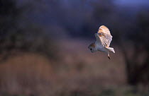 Barn owl hunting over marsh {Tyto alba} Norfolk, UK