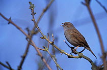 Dunnock male singing {Prunella modularis} Norfolk, England