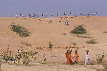 Villagers of Khichan carrying water on heads with Demoiselle cranes {Anthropoides virgo} near village pond, Khichan, Rajasthan, India.