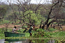 Removal of water hyacinth by forest department employees, Keoladeo Ghana NP, Bharatpur, Rajasthan, India.  This invasive aquatic plant chokes up the water ways if not managed.